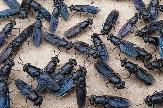 寿村是什么地方-九游游戏平台