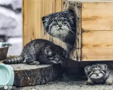 包含'dQ詨o{G崰蔛駐1^?煪.巧X狲?,m+G薣$(暐x曖?p[間?劸從=唽V=卵P?婾餉??萼欥锼r?;'诏z霩噦卍c鸩琺掓酫拧巟!c崈Fm[V?&amp;s玉k滿諠戎*&amp;绫$D的词条-九游官方平台